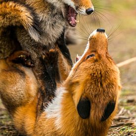 Battle of the Fox Vulpes vulpes sur Rob Smit