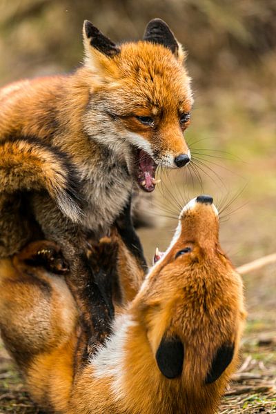Battle of the Fox Vulpes vulpes by Rob Smit