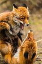 Battle of the Fox Vulpes vulpes by Rob Smit thumbnail