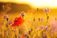 Cornflower field