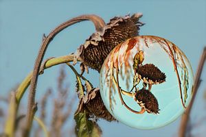 In der Glaskugel - Sonnenblume im Herbst