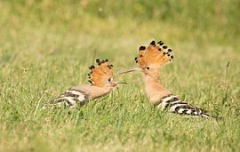 Motherly love. by Laura van Slochteren