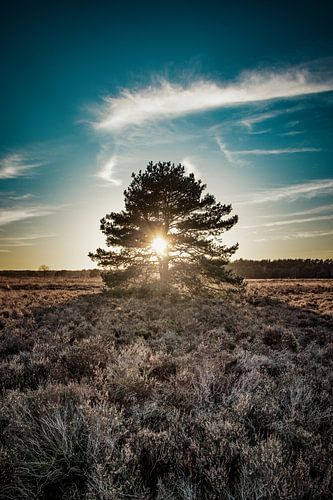 Baum des Lebens, Licht durch die Bäume