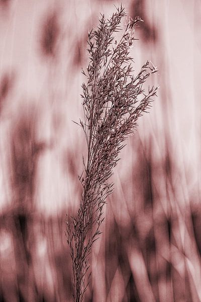 reed by Karl-Heinz Lüpke