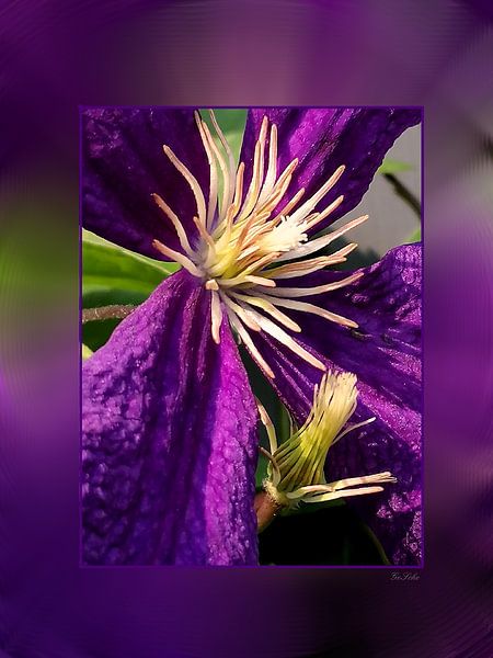 Floral by Gertrud Scheffler