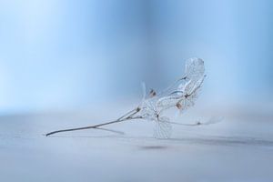 Composition in softness