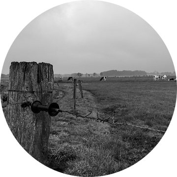 Schrikdraad om weiland met koeien (zwart wit) van Lucas Planting