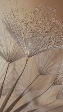 Serene natural abstraction: Drops carried by the fluff by Marjolijn van den Berg