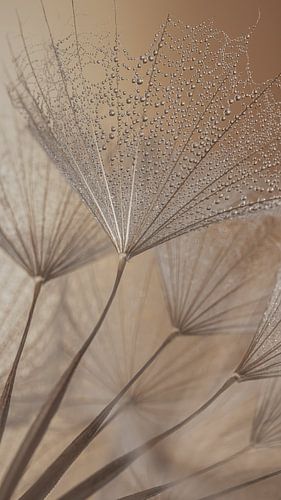 Gelassene natürliche Abstraktion: Vom Flaum getragene Tropfen von Marjolijn van den Berg