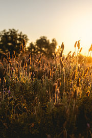 Lavendel im Abendlicht von Bas de Glopper