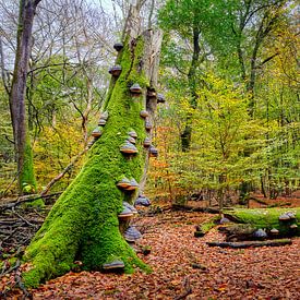 forest landscape with mushrooms by eric van der eijk