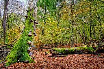 forest landscape with mushrooms by eric van der eijk