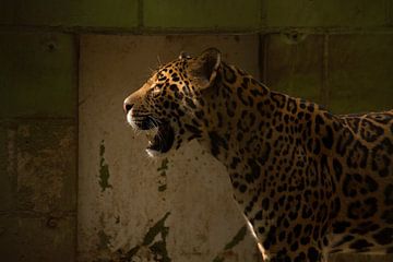 Prédateur Panthère du Sri Lanka sur Arno van Alebeek