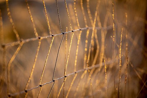 der Schub auf die Drahtgitterablagerung fängt das Morgenlicht ein