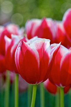 Rode tulpen Keukenhof von Lindy Hageman