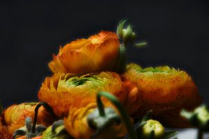 Drawn By Nature, solide Sonnenlicht #004