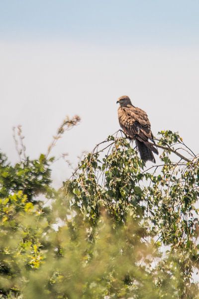 On the Lookout by Kimberly de Pater