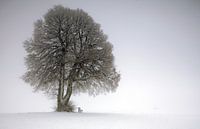 Winter lime tree