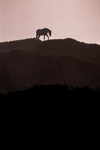 Pferd Silhouette auf Hügel bei Sonnenuntergang