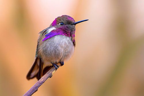 Kolibri Veilchenkopfelfe (Calypte costae)
