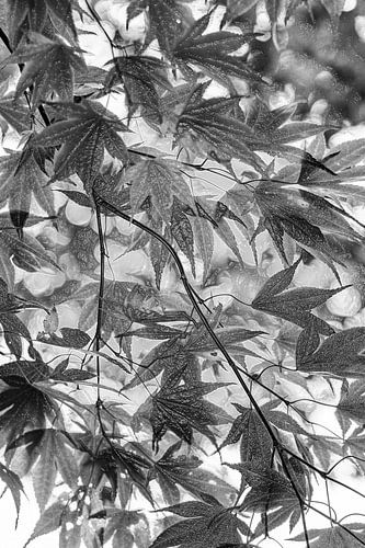 Blad bladvormen geplastificeert grafisch