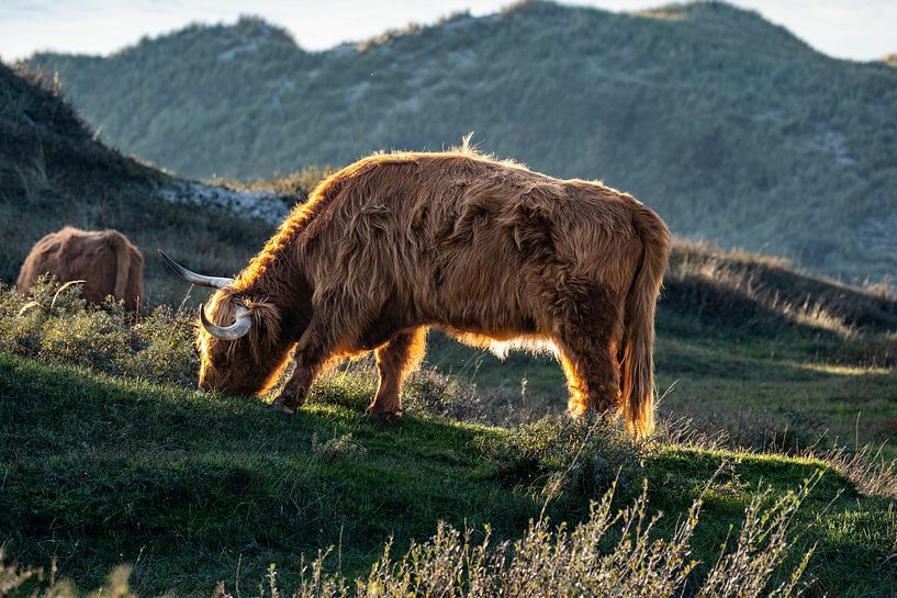 Highlander écossais broutant dans les dunes par Rob Rollenberg