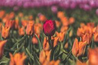 Champs de tulipes colorés