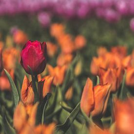 Bunte Tulpenfelder von Kelly Sabrina