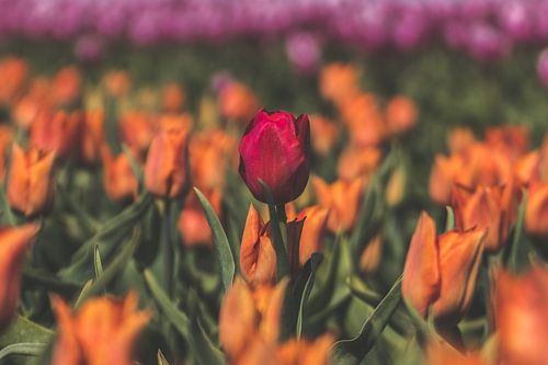 Colourful tulip fields