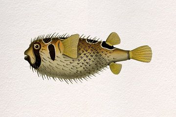 Retro tropische vissen.  Vintage kunst. Zwartgevlekt stekelvarken in geel van Dina Dankers