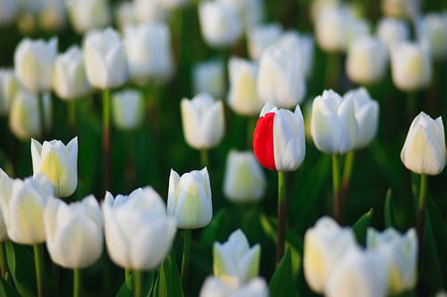 Tulpenseizoen in Nederland