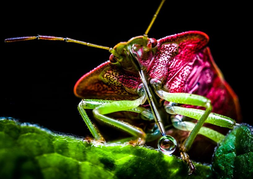 bug with bell by Frank Ketelaar