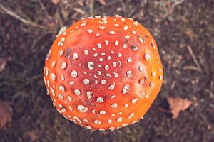 Mushrooms by Autumn morning van Léonie Spierings