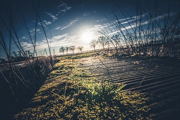 Vue de la route a rencontré la mousse verte a couvert le sol sur Fotografiecor .nl