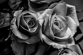 Black and white : Rose love by Photoart-Naegele