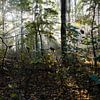 Forêt d'Amsterdam sur Frank Hendriks