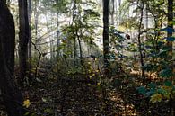 Amsterdam Forest by Frank Hendriks thumbnail