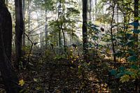 Amsterdam Forest