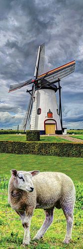 Molen met Lam Vertorama