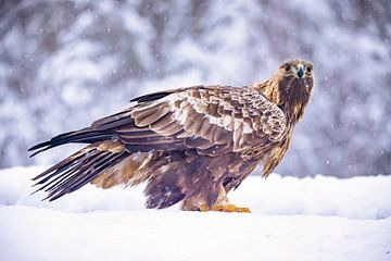 L'aigle royal (Aquila chrysaetos) sur Gert Hilbink