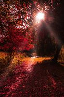 Herbstwald