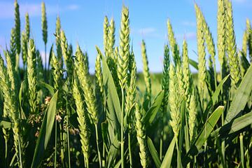 Grüner unreifer Weizen auf dem Feld von Ulrike Leone
