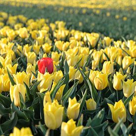 Mooi rood van Ingrid Roelofsen