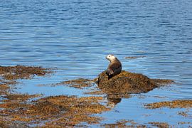 Sunbather by Willemke de Bruin