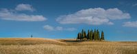 Toscaanse cipressen van Toon van den Einde thumbnail