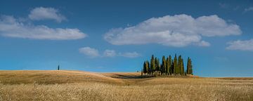 Tuscan cypresses