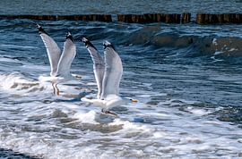 Herring gull pair by Irina Ziedorn