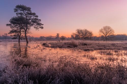 Zonsopkomst natuurgebied