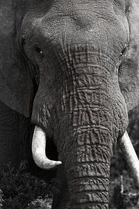 Eléphant en gros plan noir et blanc