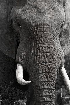 Eléphant en gros plan noir et blanc sur Discover Dutch Nature